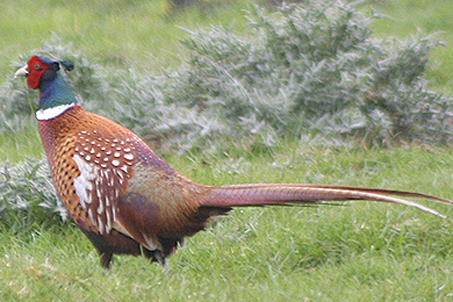 A wild English pheasant