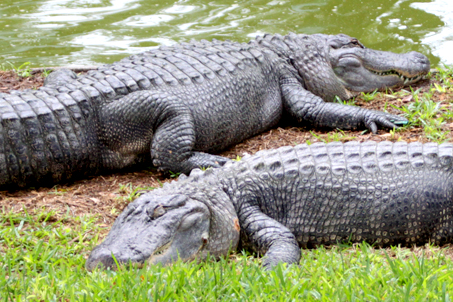 A hot lazy day for these alligators