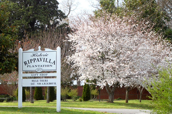 Welcome to the Historic Rippavilla Plantation — Established Circa 1852