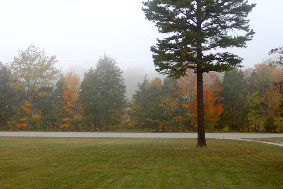 Our front yard in the mid-morning mist of Autumn