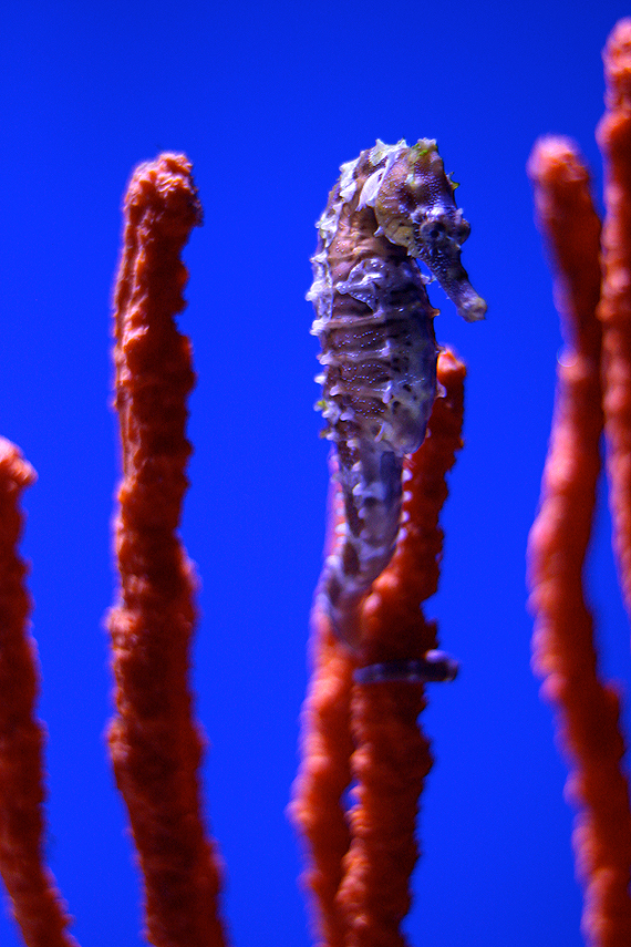 Wonderfully creative—one of dozens of seahorses