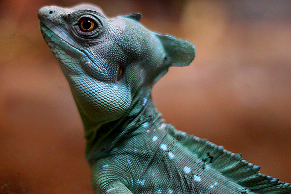 Close-up of the lizard that Calvin later likened to a baby Parasaurolophus because of its crest