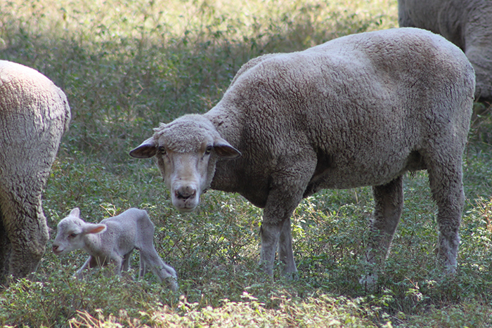 An unexpected treat—a one-day-old lamb on the farm!