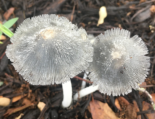 Fungi 5739