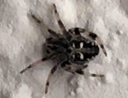 Arachnid 9094